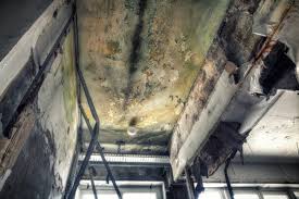 Why You Should Choose Our Mold Remediation Services in Grapevine, TX